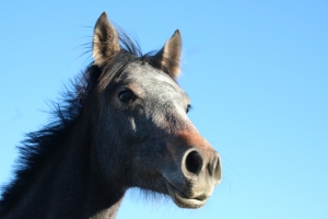 tête de cheval à moitié de profil, oreilles dressées