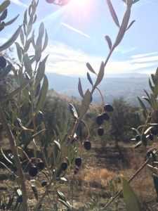 Gros plan sur un olivier et ses olives noires, le ciel bleu en fond