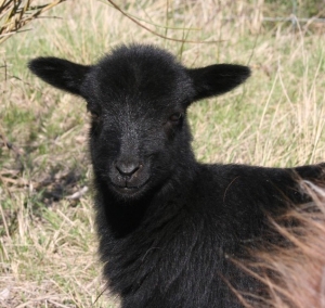 Photographie d'agneau de couleur noire de face 
