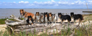 Huit chiens Shetland perchés sur une branche d'arbre à la plage