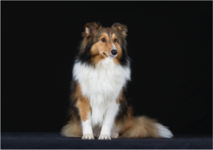 JESSY, chienne assise, faisant face à l'objectif et regardant légèrement de côté. Elle a le poils roux et noir, mais blanc sur le ventre