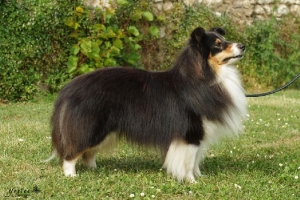 chien noir et blanc au poil long de profil