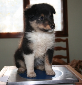 Petit chiot de face noir et blanc