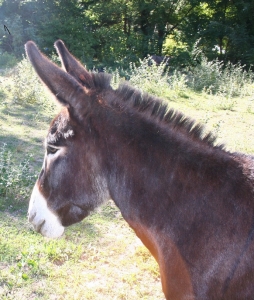 Photographie de Tango, de profil, âne au pelage sombre